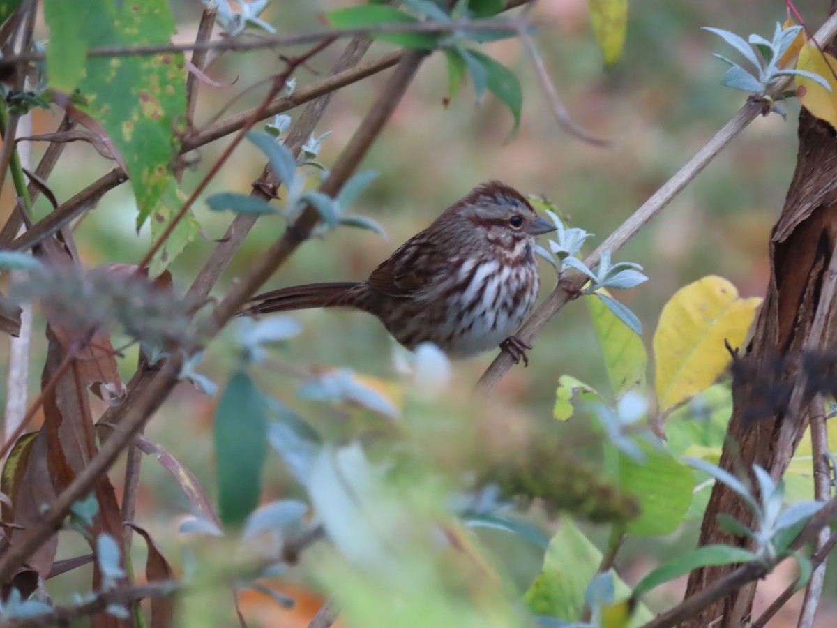 Song Sparrow - ML643465314