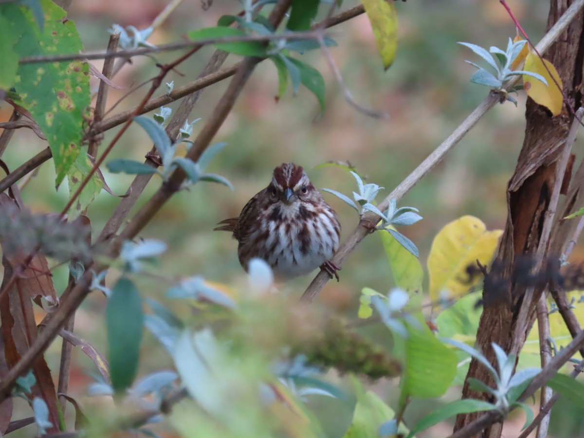 Song Sparrow - ML643465319