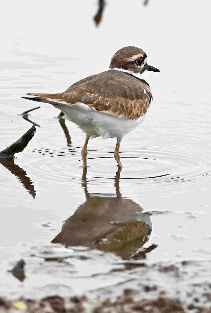 Killdeer - ML643465326