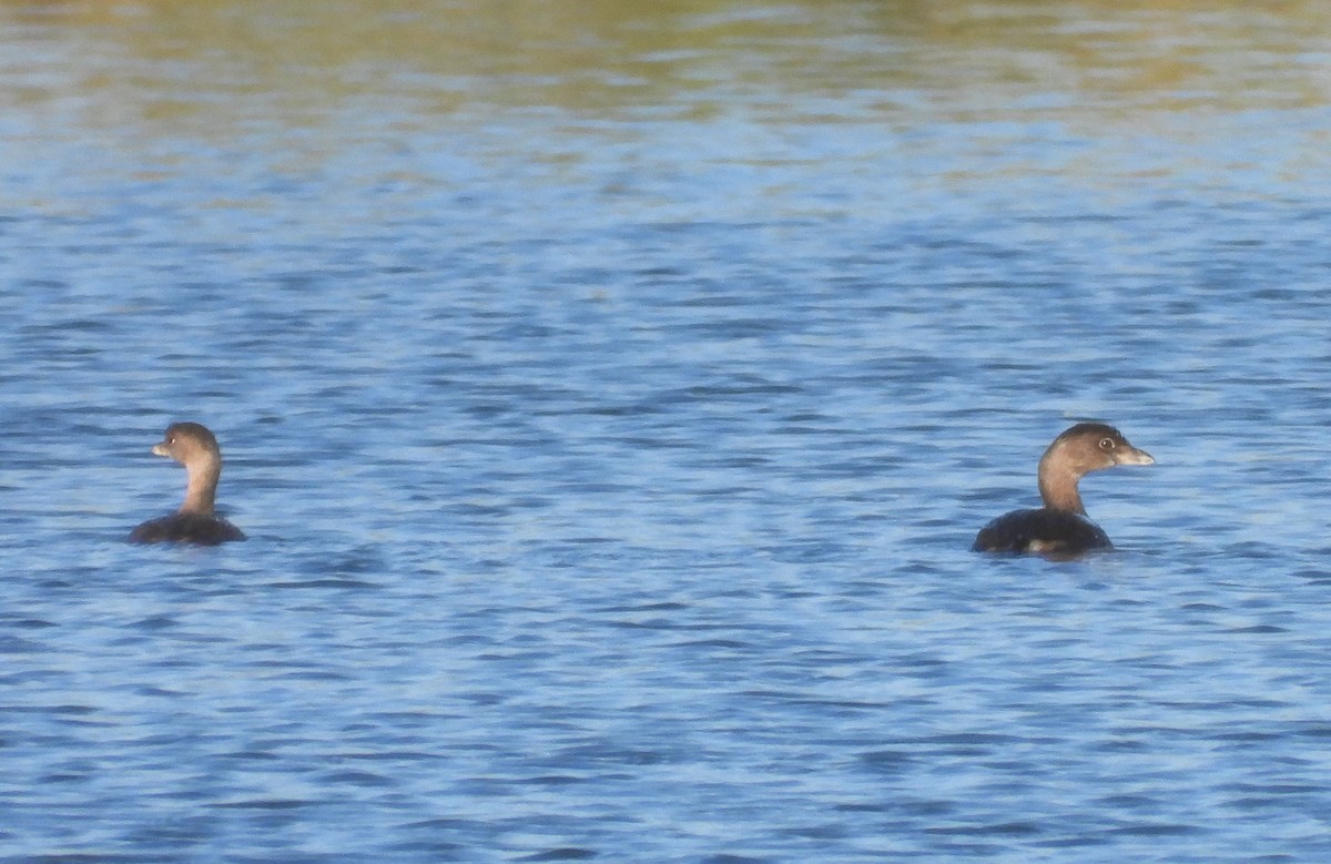 Pied-billed Grebe - ML643465329