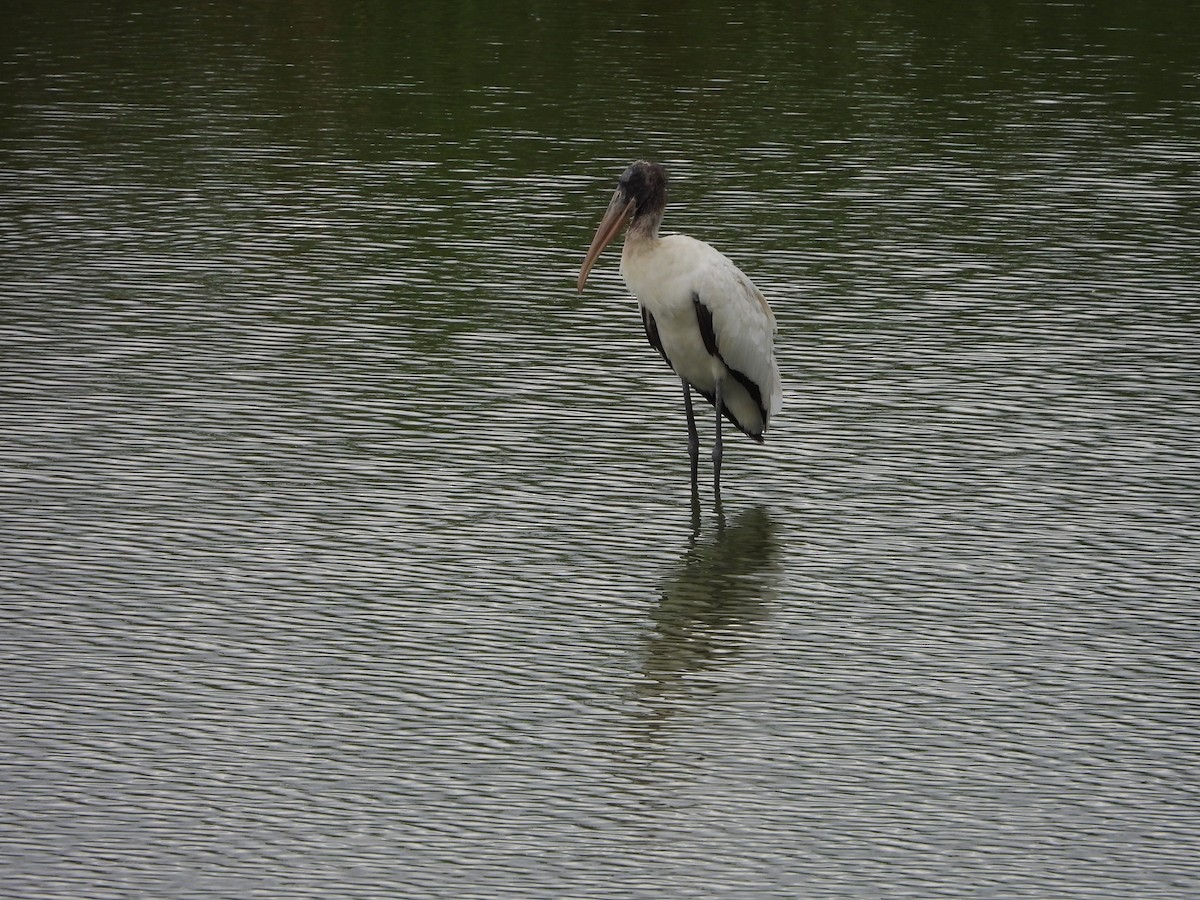 Wood Stork - ML643465341