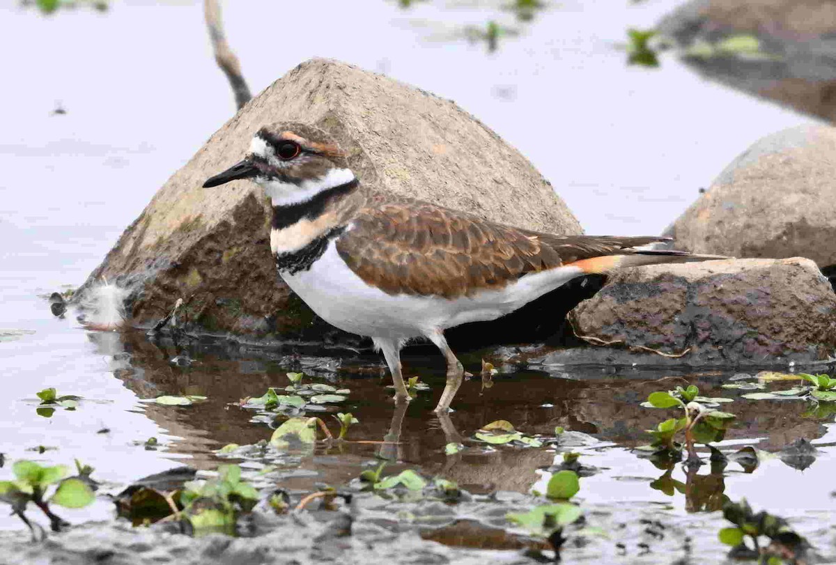 Killdeer - ML643465342