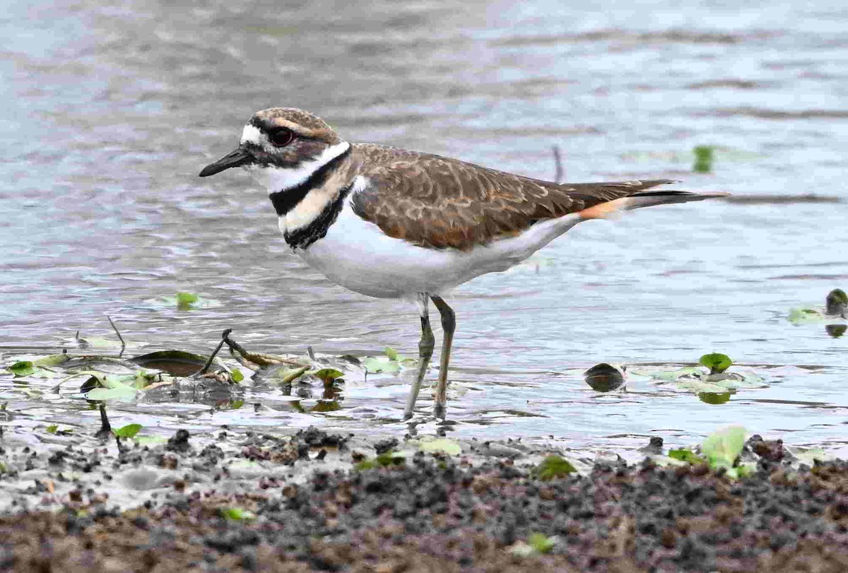 Killdeer - ML643465352