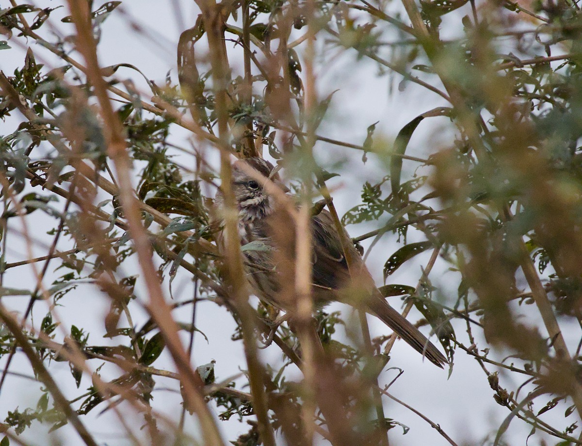 Song Sparrow - ML643465356