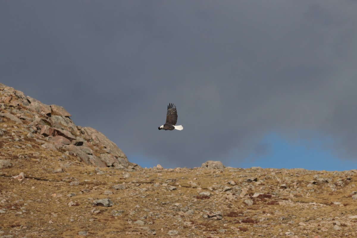 Bald Eagle - ML643465357