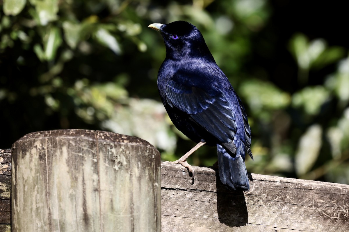 Satin Bowerbird - ML643465360