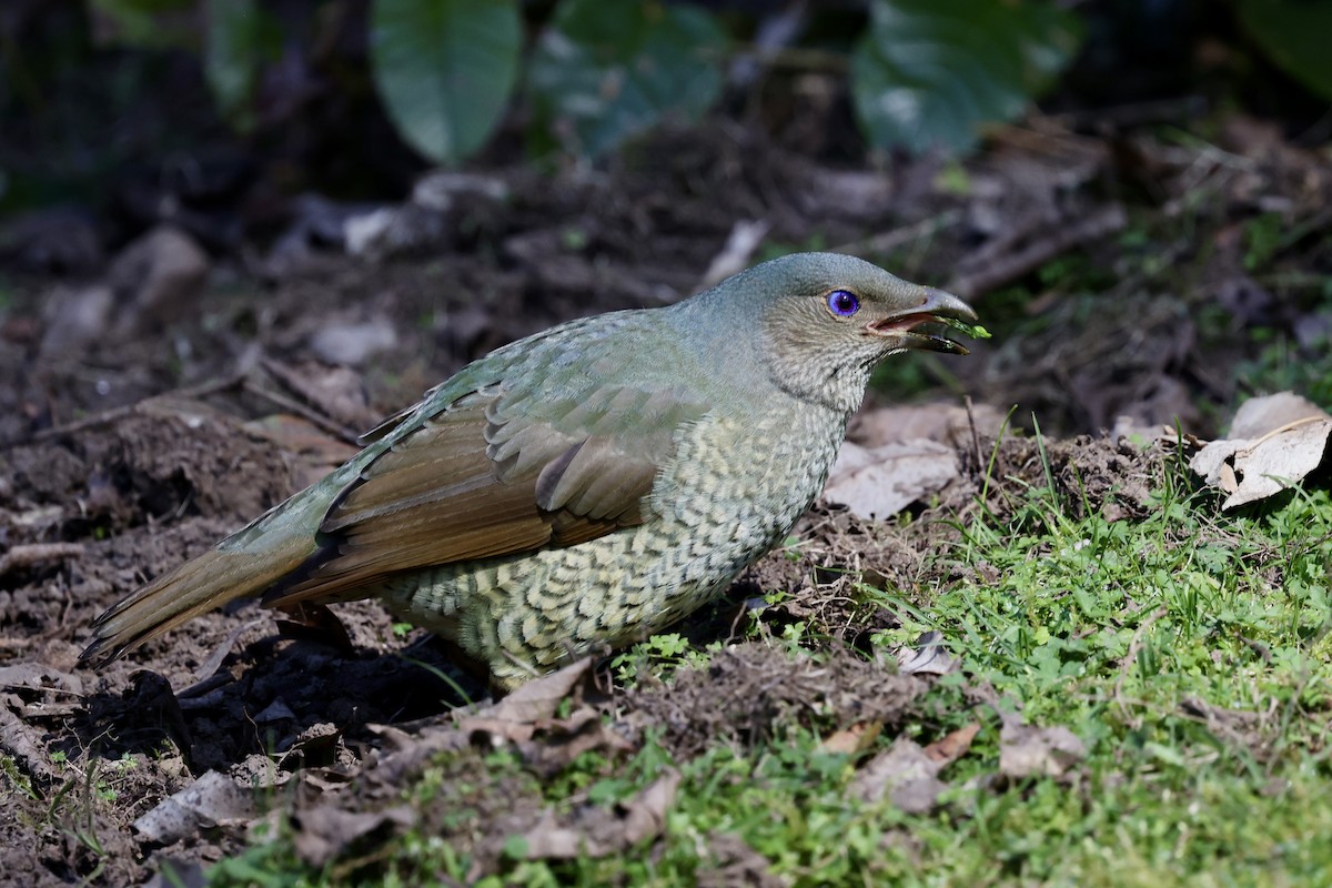Satin Bowerbird - ML643465361