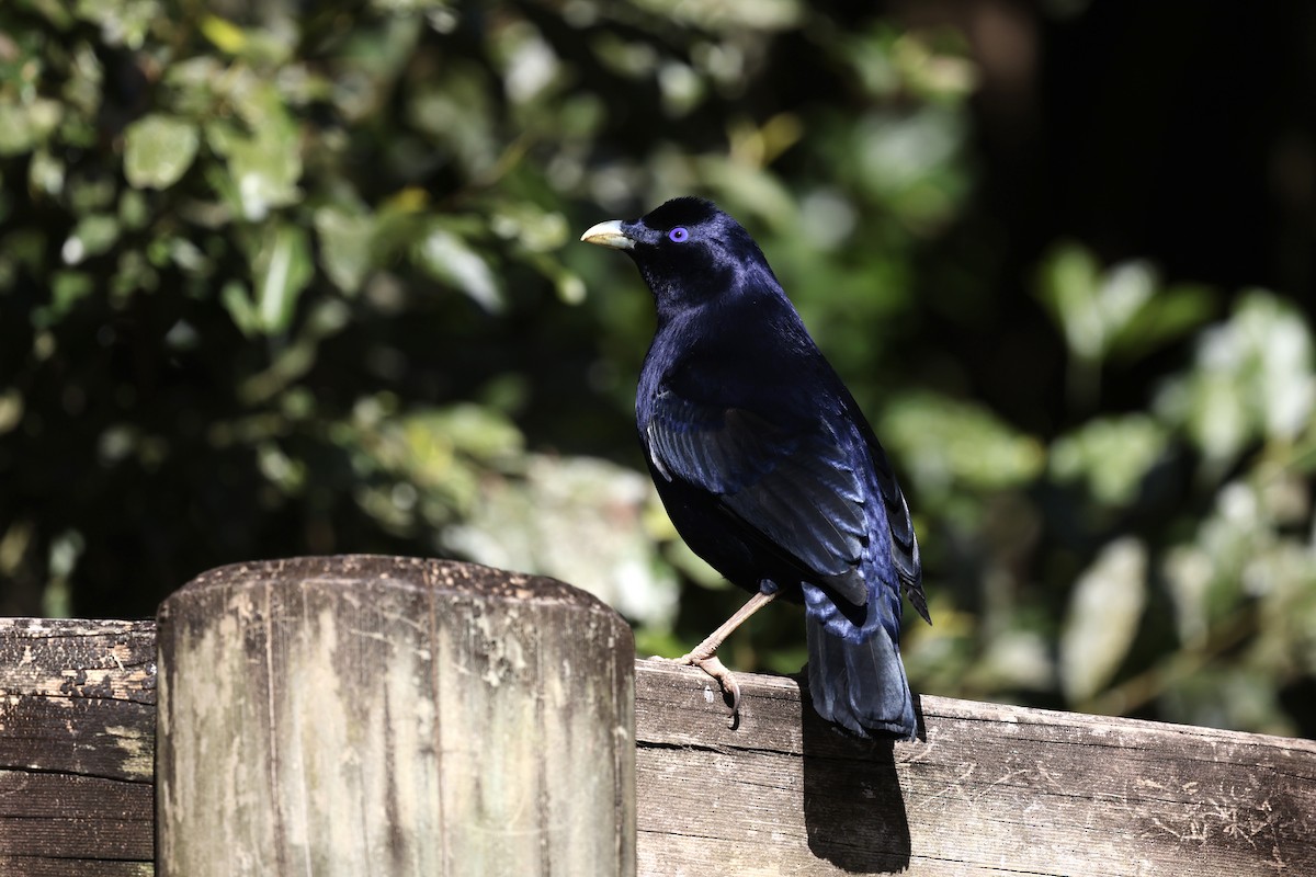 Satin Bowerbird - ML643465362
