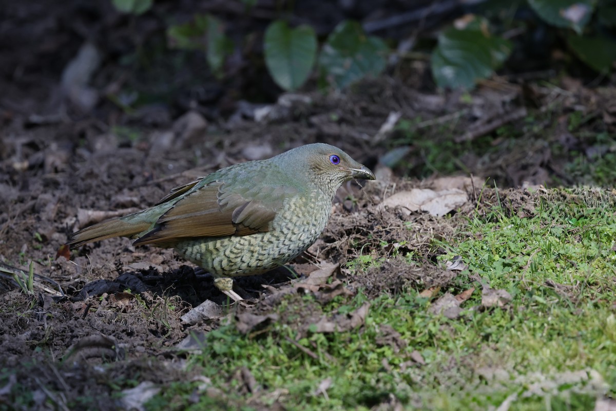Satin Bowerbird - ML643465363