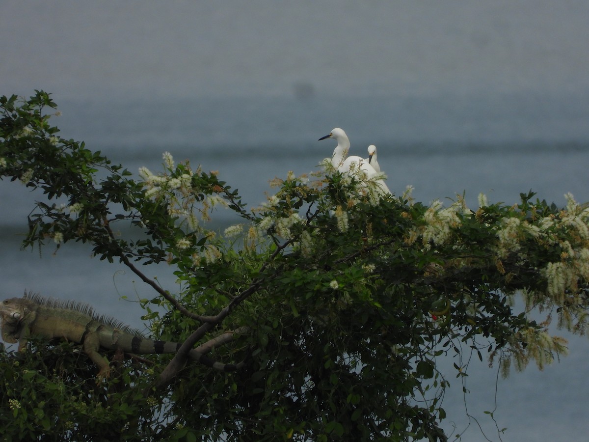 Snowy Egret - ML643465389