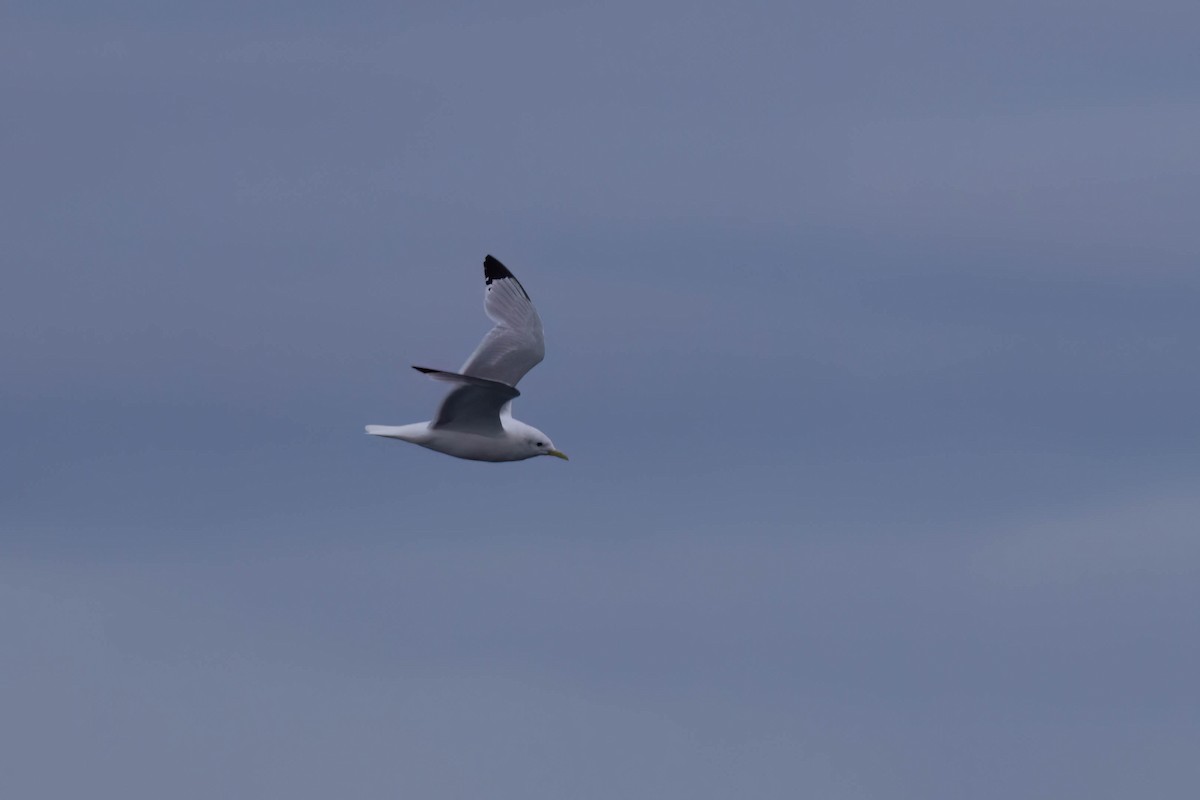 Black-legged Kittiwake - ML643465392