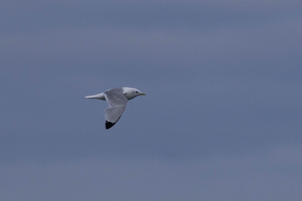 Black-legged Kittiwake - ML643465393
