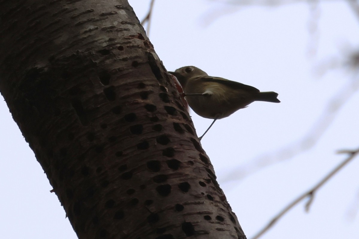 Golden-crowned Kinglet - ML643465400