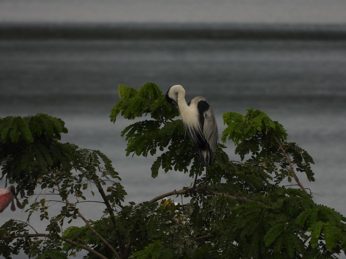 Cocoi Heron - ML643465402