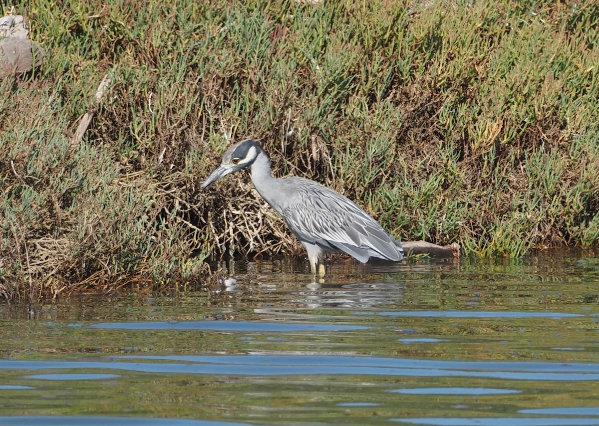 Yellow-crowned Night Heron - ML643465403