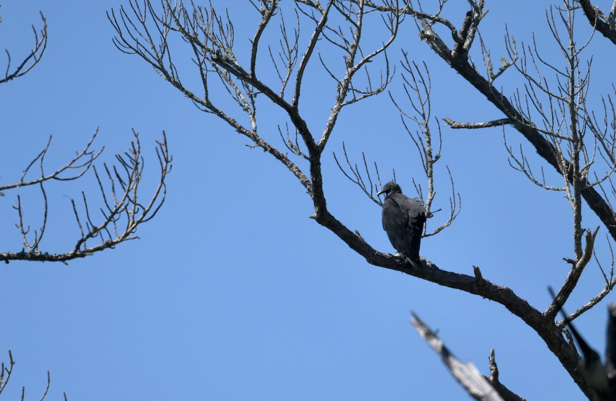 Black Vulture - ML643465405
