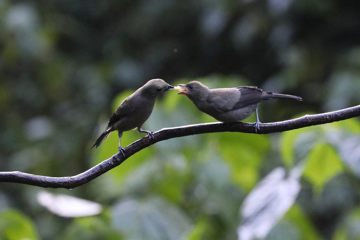 Palm Tanager - ML643465432
