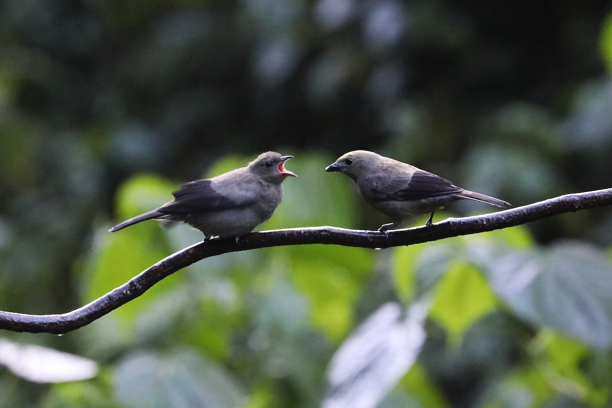 Palm Tanager - ML643465434