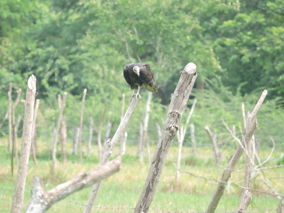 Lesser Yellow-headed Vulture - ML643465437