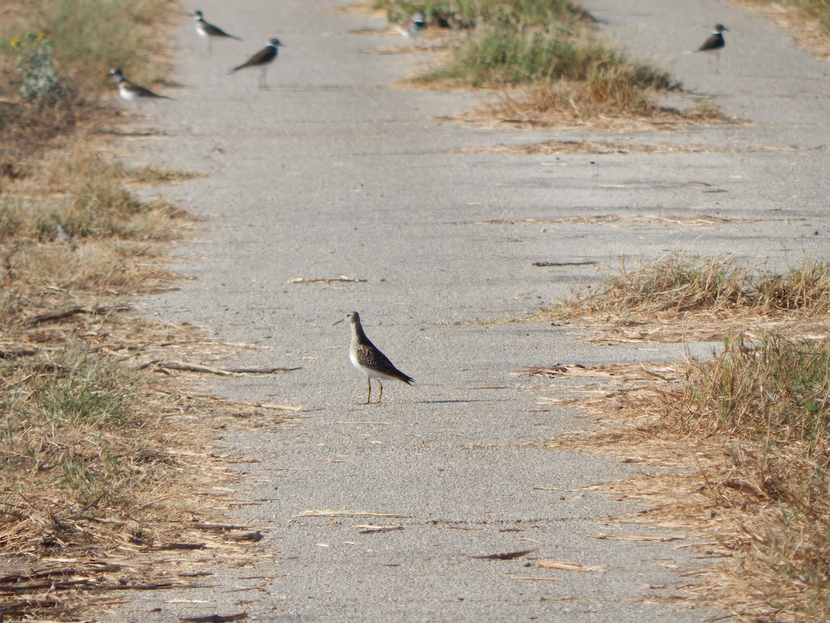 Pectoral Sandpiper - ML643465438