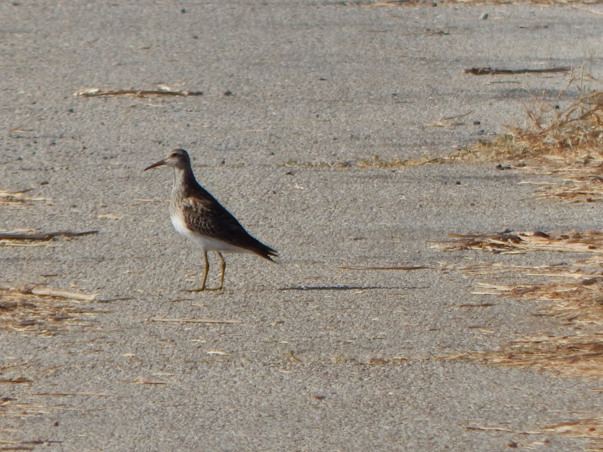 Pectoral Sandpiper - ML643465439