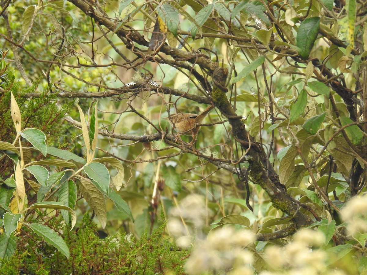Grass Wren - ML643465442