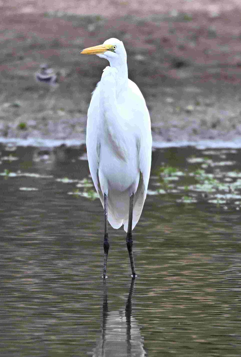 Great Egret - ML643465455