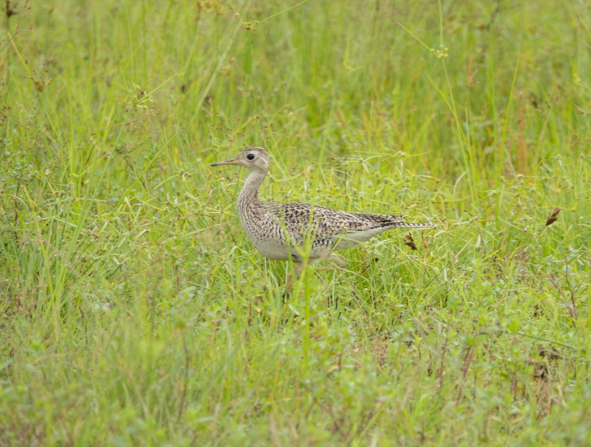 Upland Sandpiper - ML643465456