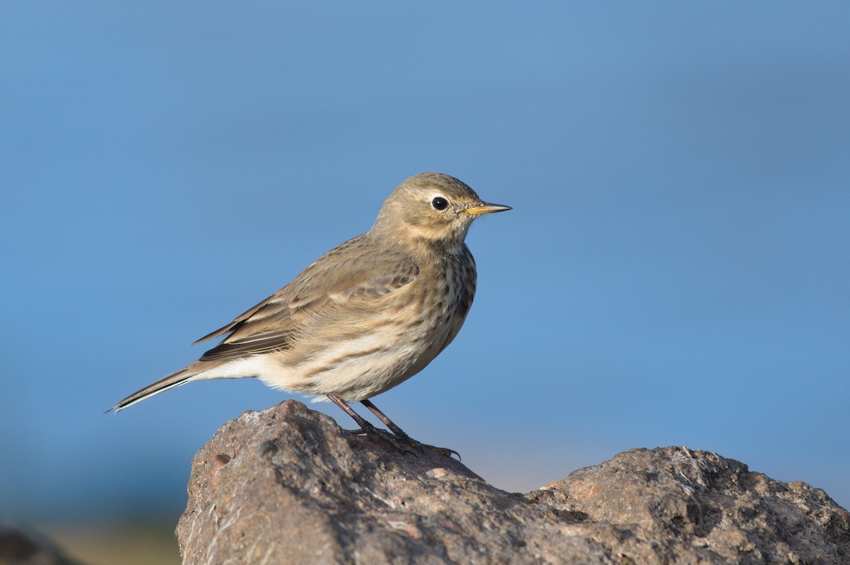 American Pipit - ML643465469
