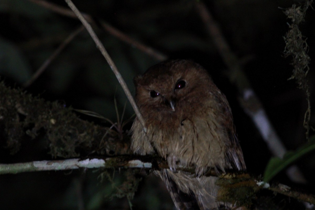 Cinnamon Screech-Owl - ML643465471