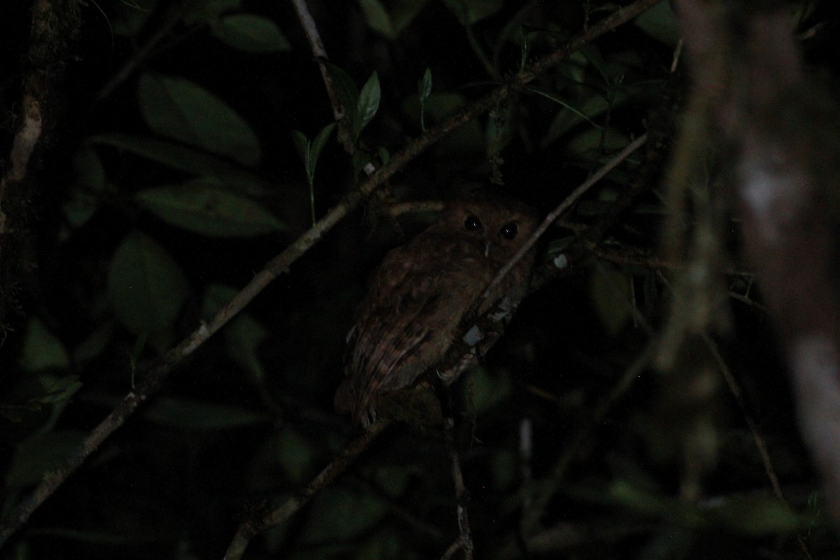 Cinnamon Screech-Owl - ML643465474