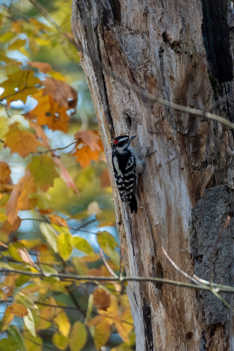 Downy Woodpecker - ML643465484