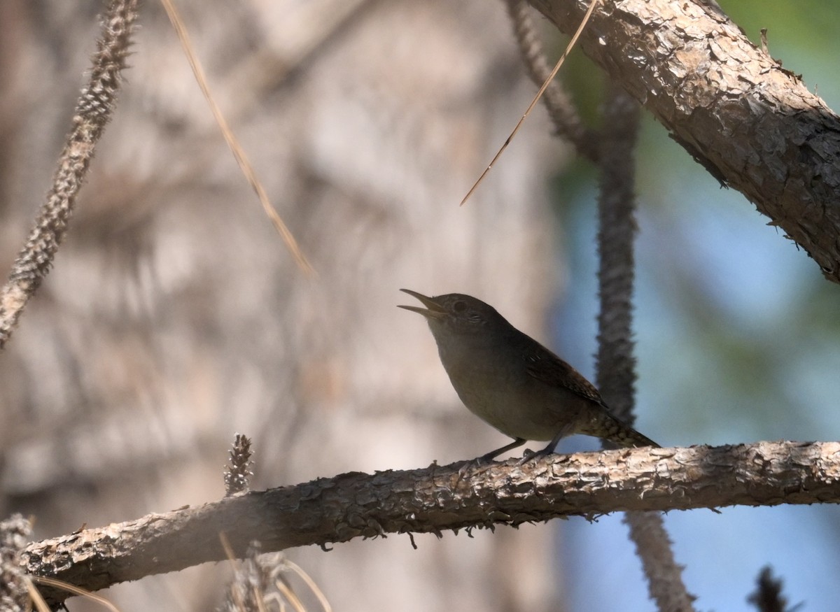 Northern House Wren - ML643465502