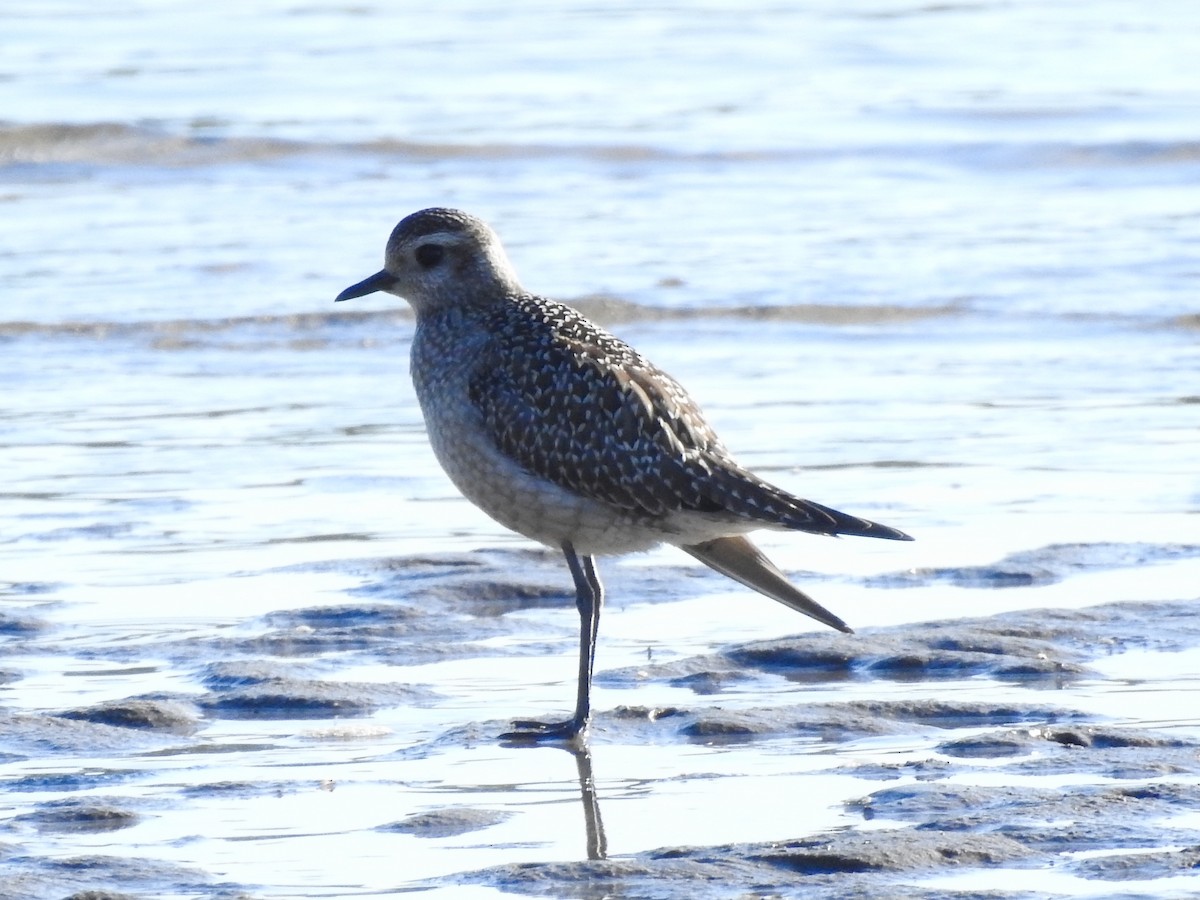American Golden-Plover - ML643465504