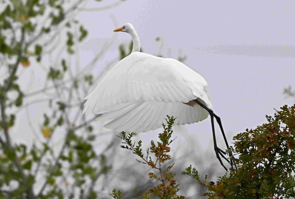 Great Egret - ML643465505