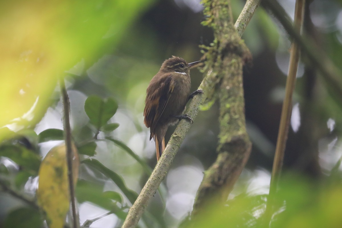 Northern Plain-Xenops - ML643465510