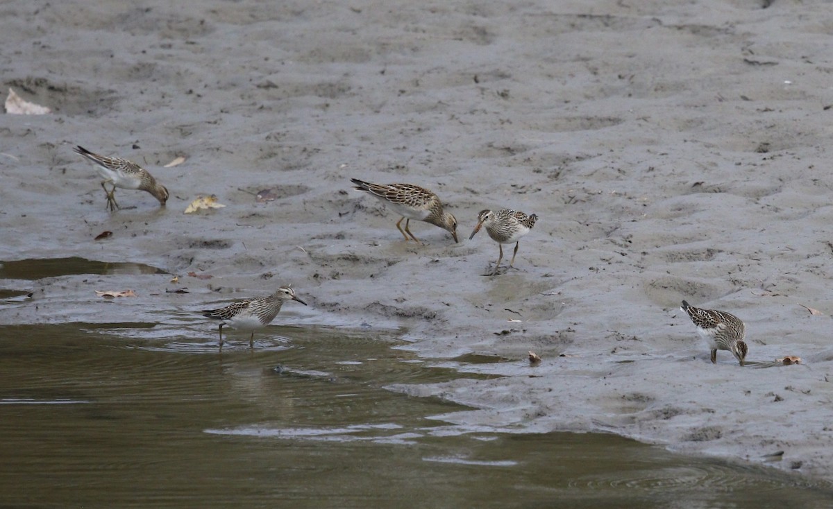 Pectoral Sandpiper - ML643465514