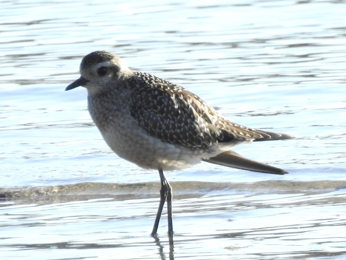 American Golden-Plover - ML643465516