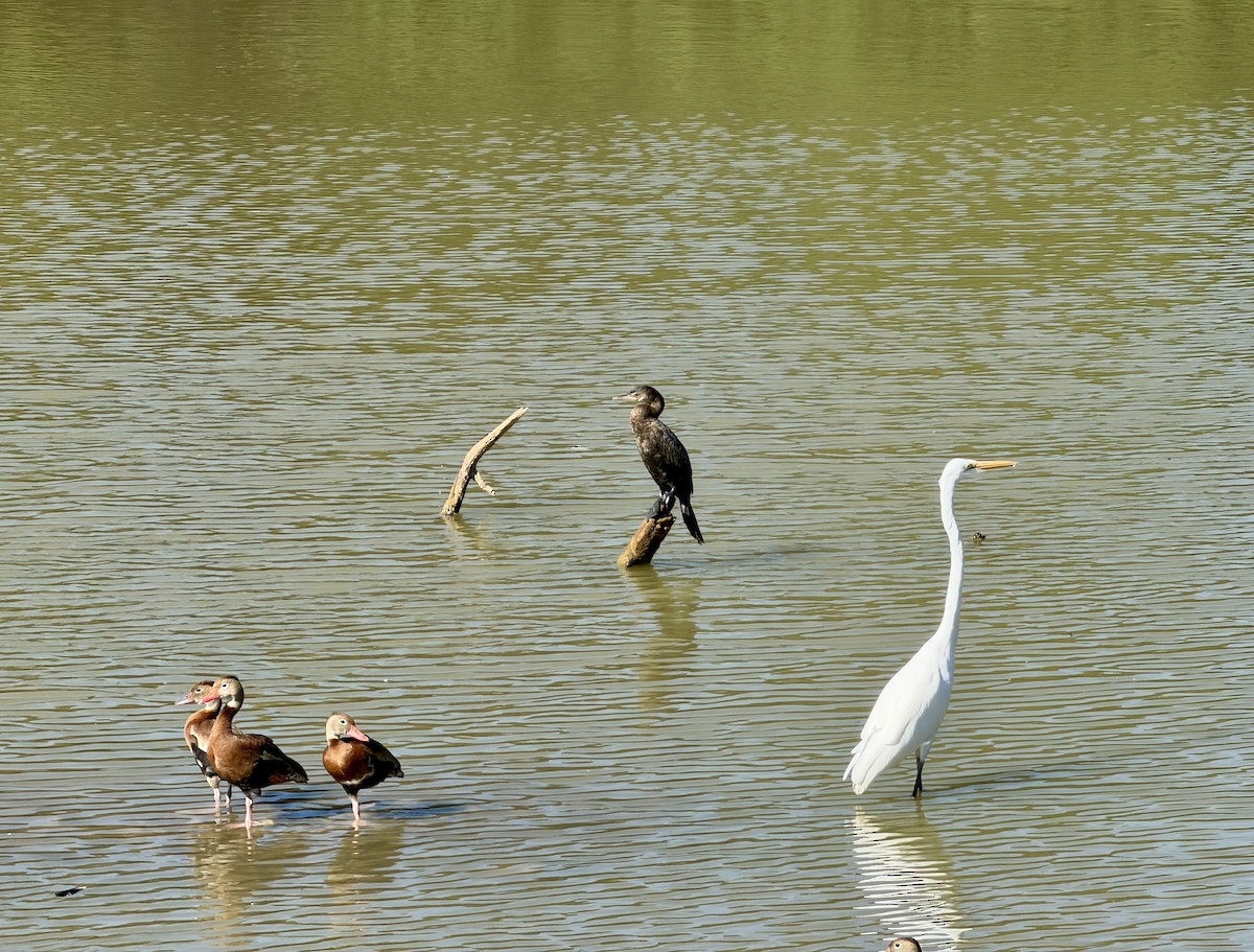 egretthegre - ML643465518