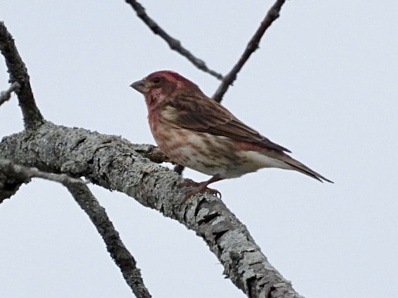 Purple Finch - ML643465524