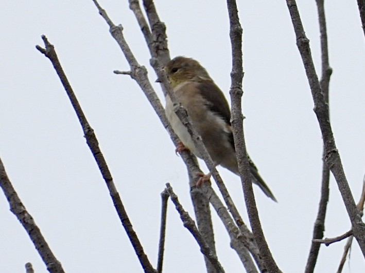 American Goldfinch - ML643465541