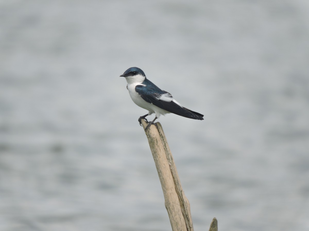 White-winged Swallow - ML643465544