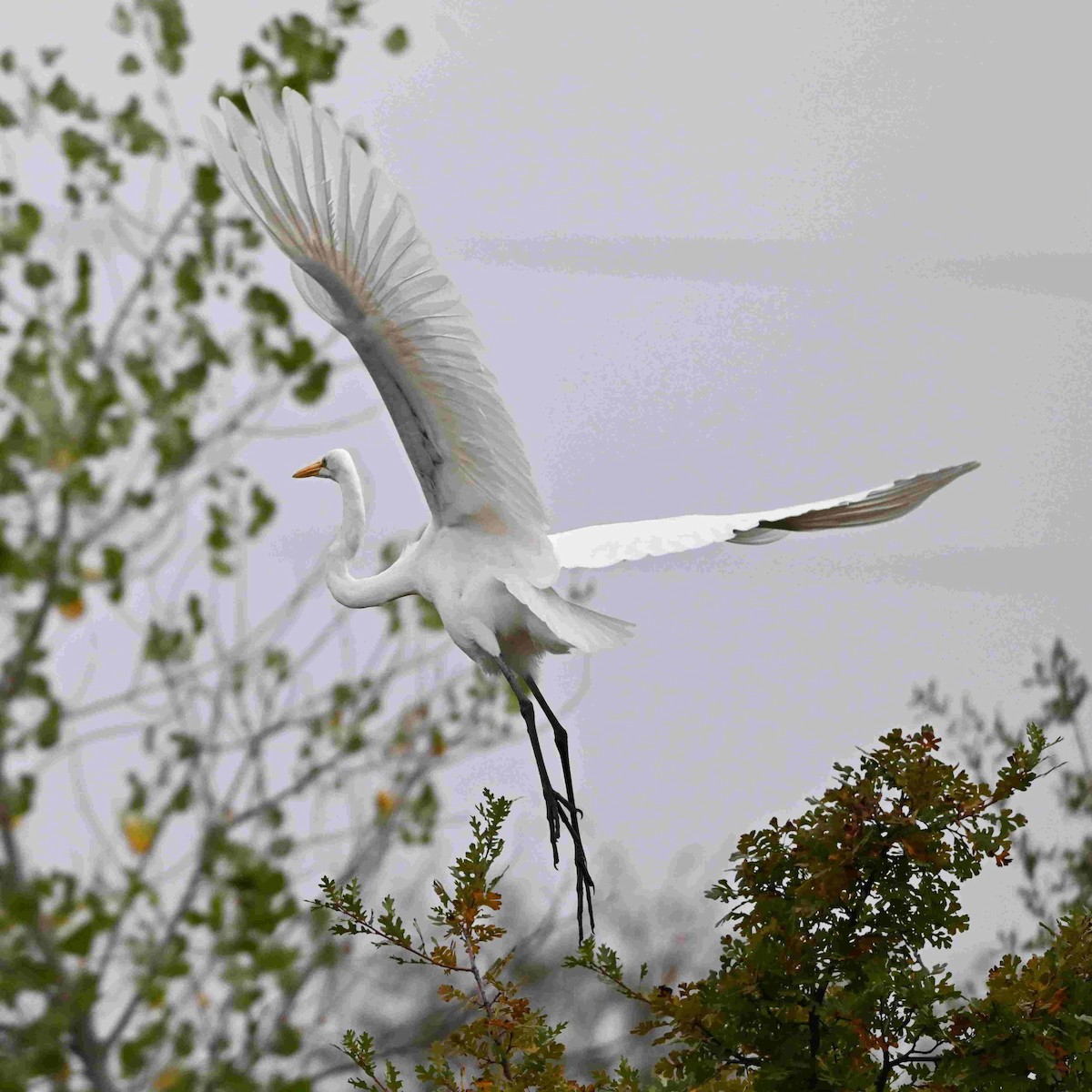 Great Egret - ML643465549