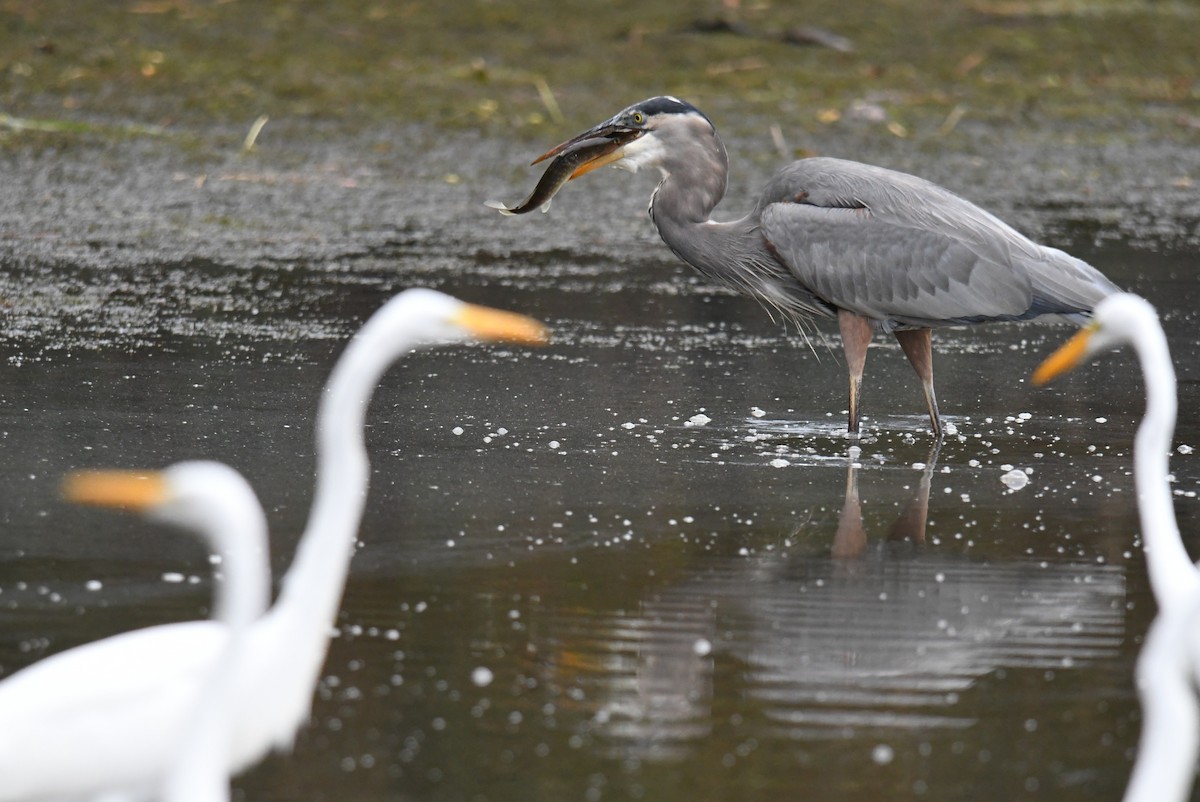 Great Blue Heron - ML643465553