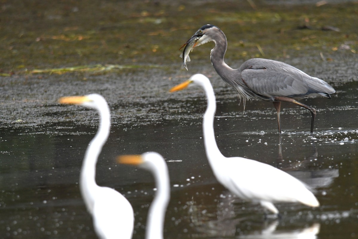 Great Blue Heron - ML643465554