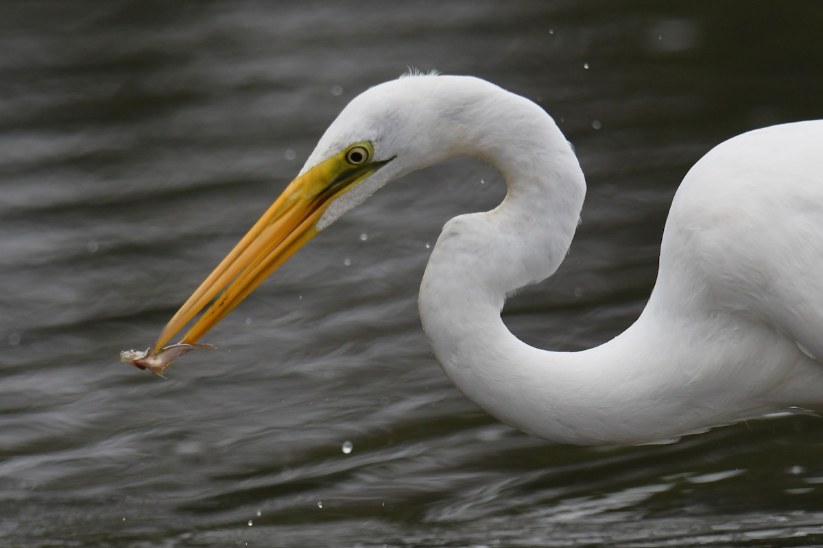 Great Egret - ML643465561