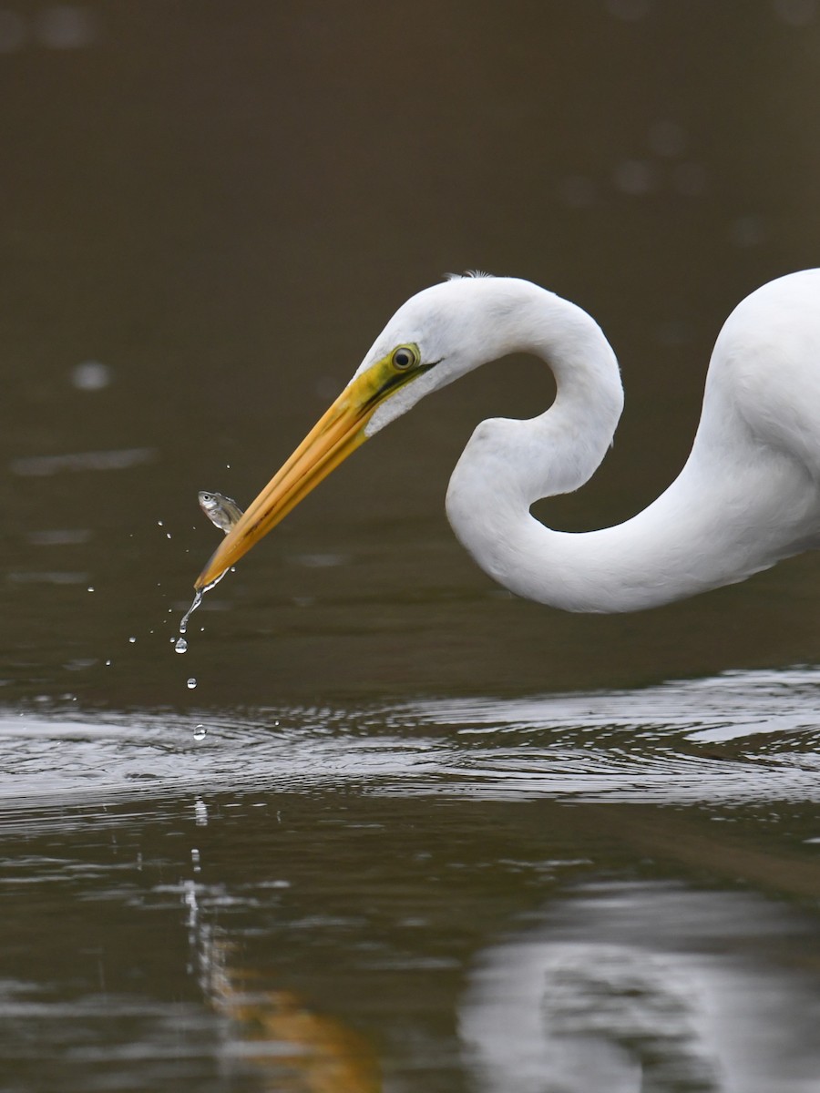 Great Egret - ML643465562