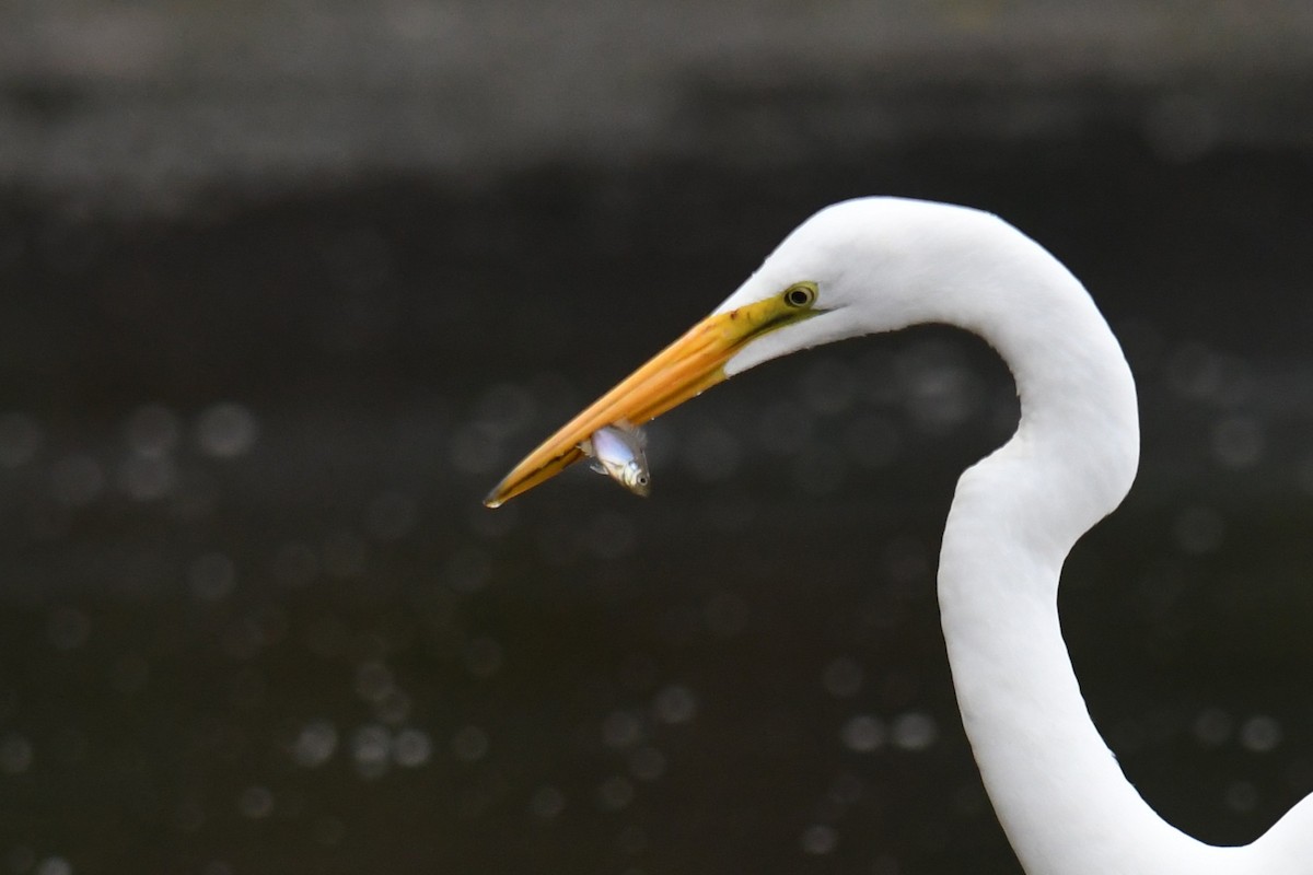 Great Egret - ML643465563