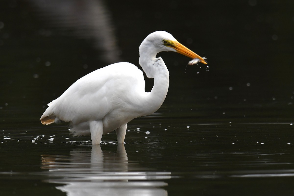Great Egret - ML643465564
