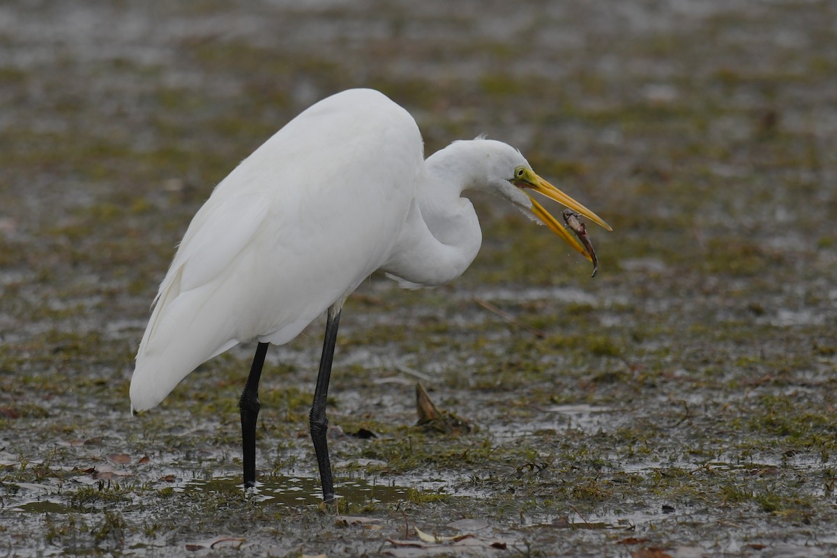 Great Egret - ML643465565